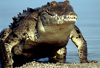 American-Crocodile