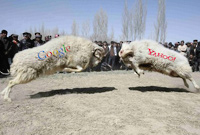 Google and Yahoo Goats