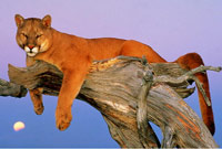 The mountain lion also known as puma, catamount, or panther.