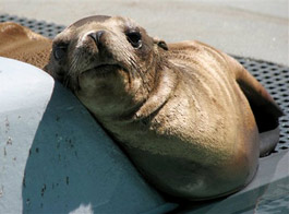 Baby sea lion resting Marine Mammal Center